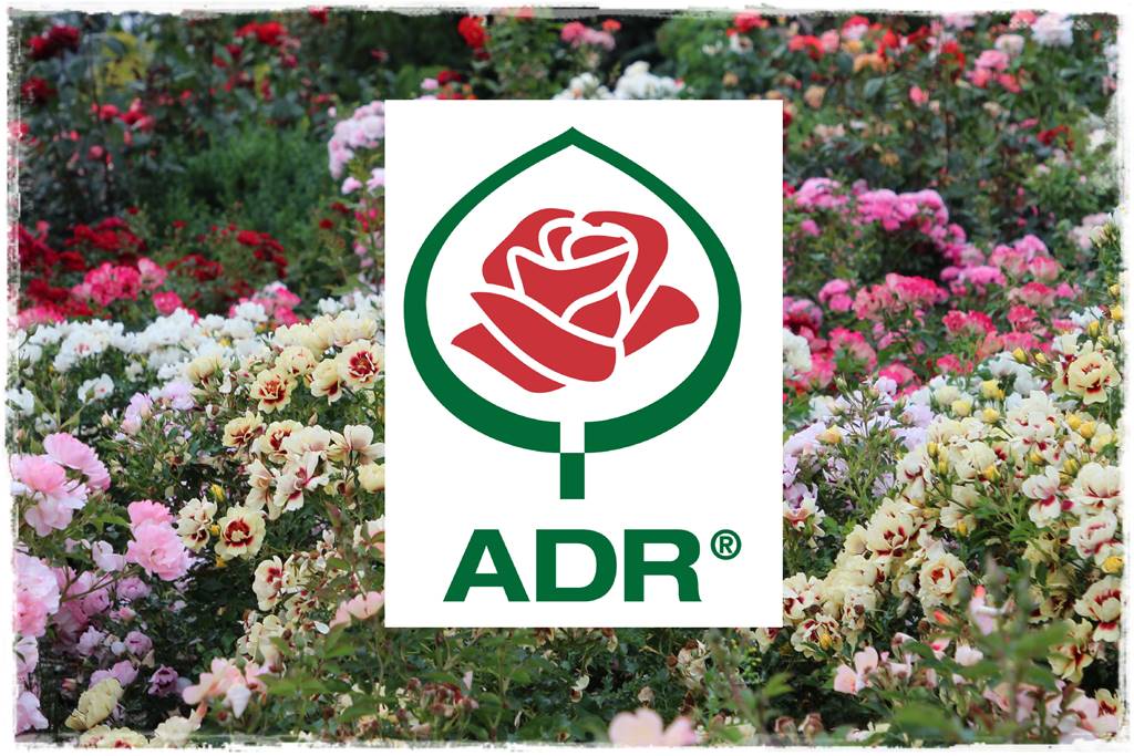 Róże ADR 5