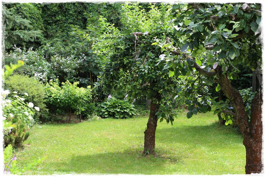 Sadzenie drzew owocowych 2