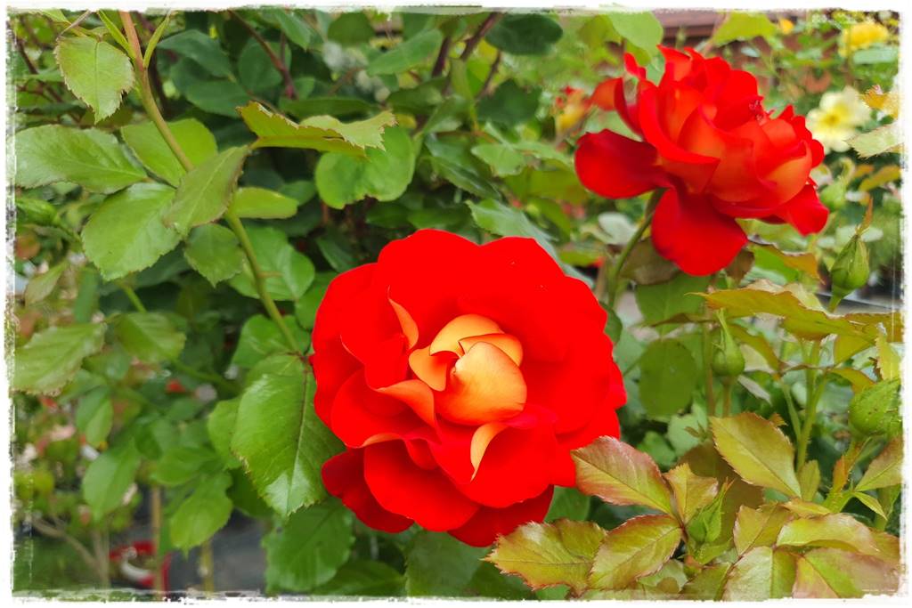 Kolorowe róże 2