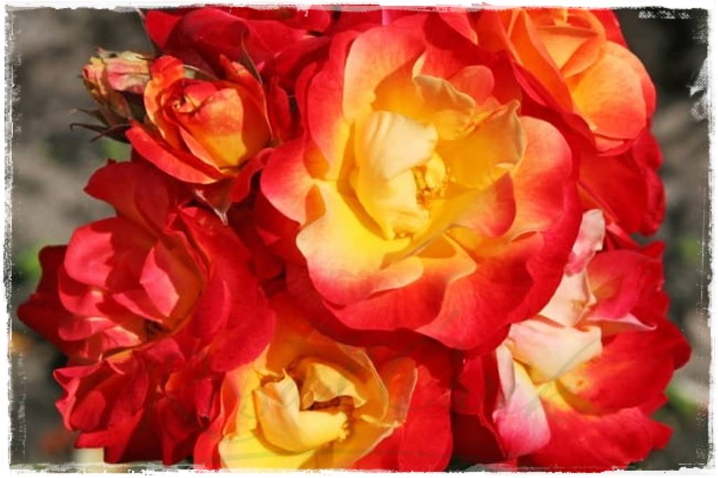 Kolorowe róże 25