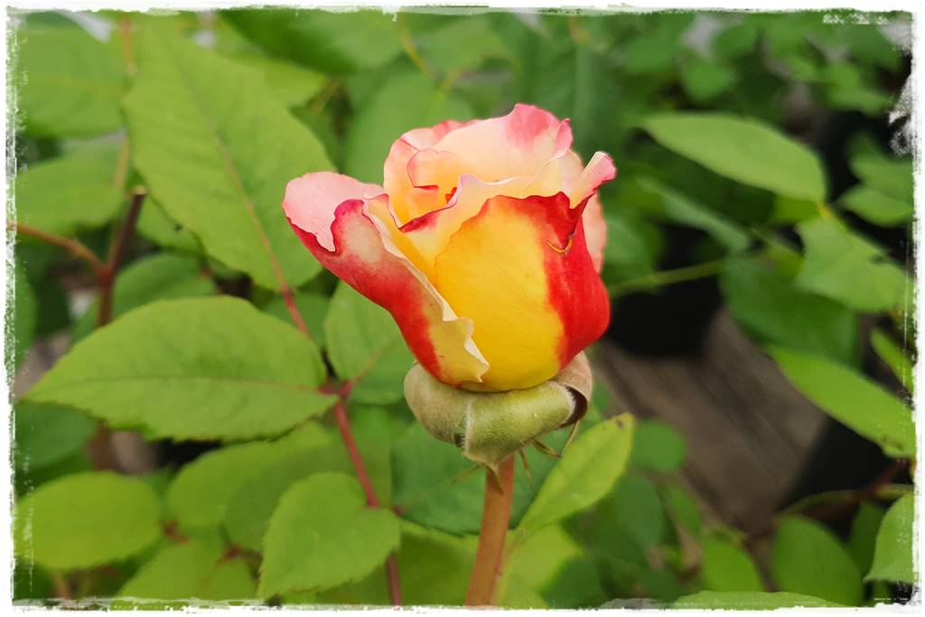 Kolorowe róże 3