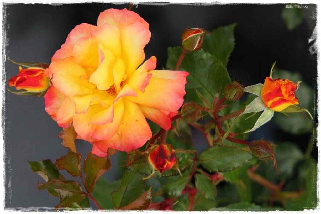 Kolorowe róże 39