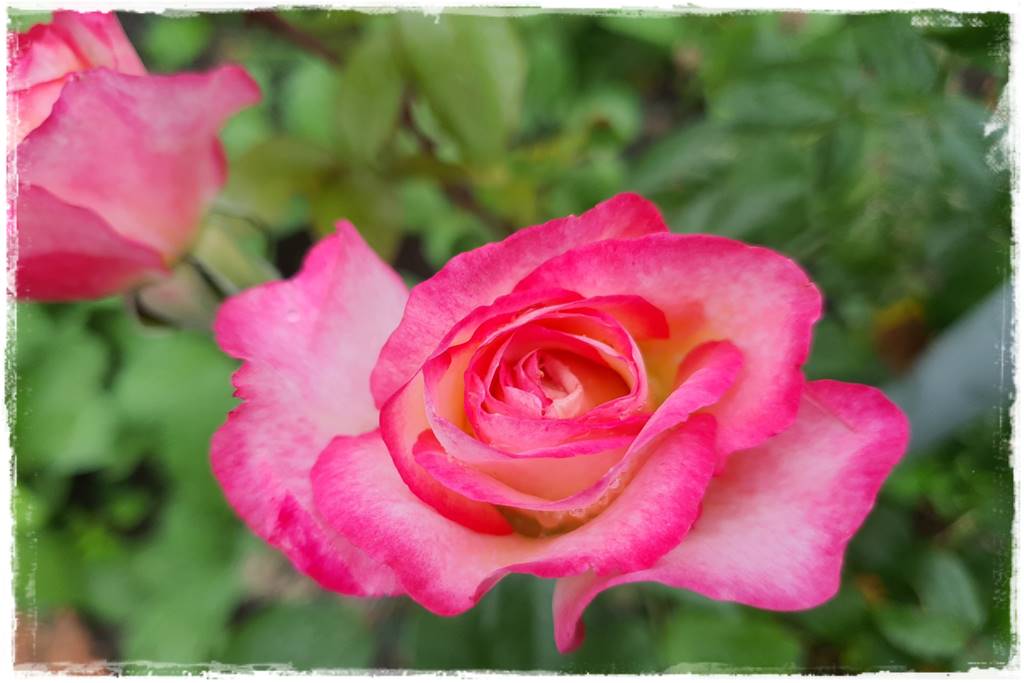 Kolorowe róże 4
