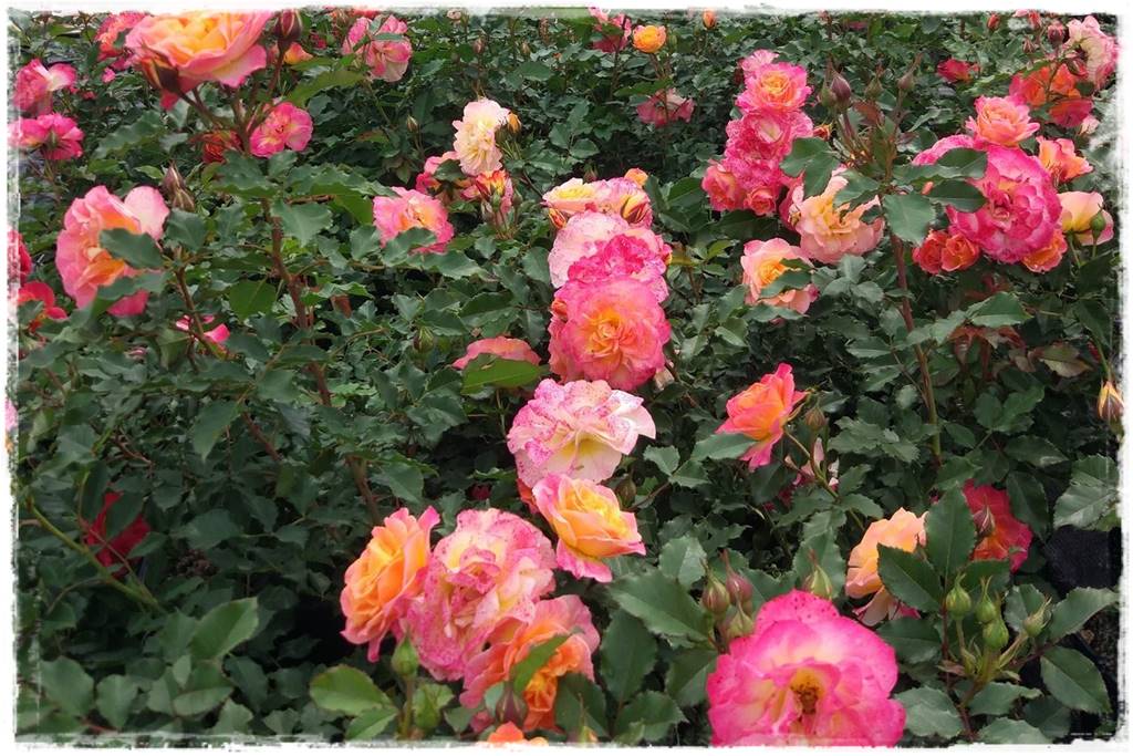 Kolorowe róże 44