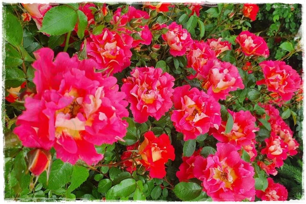 Kolorowe róże 53