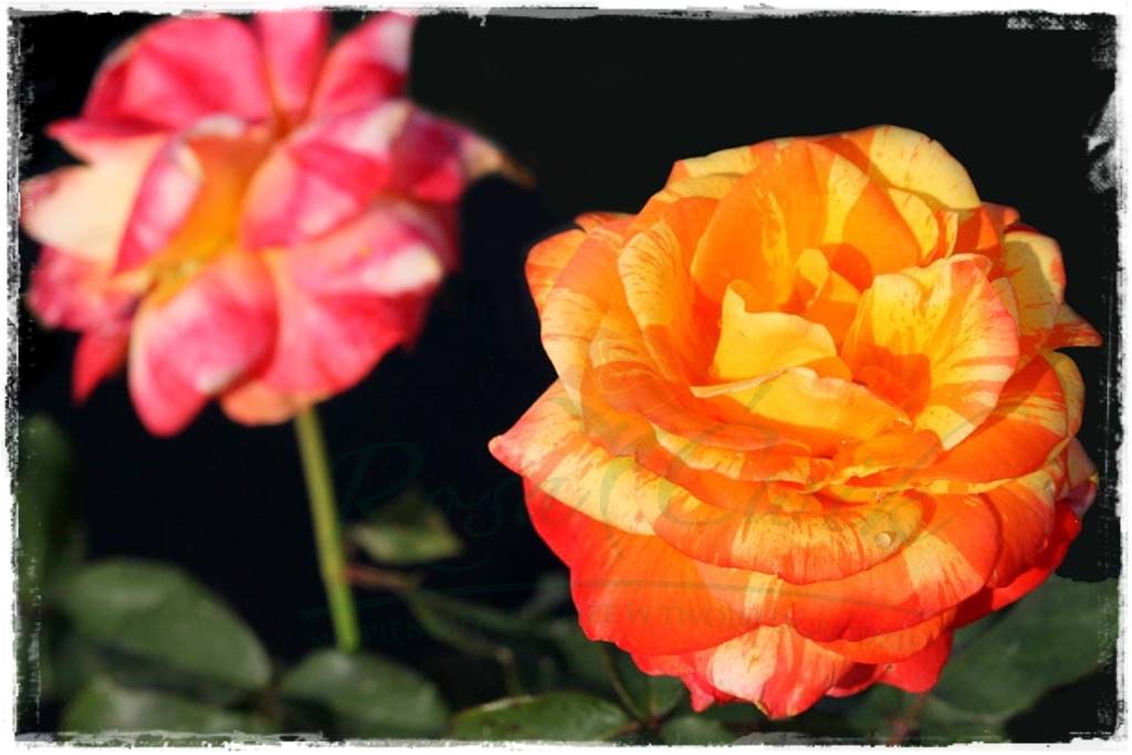 Kolorowe róże 59