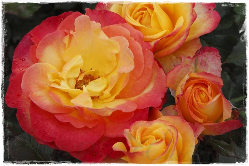 Kolorowe róże 64