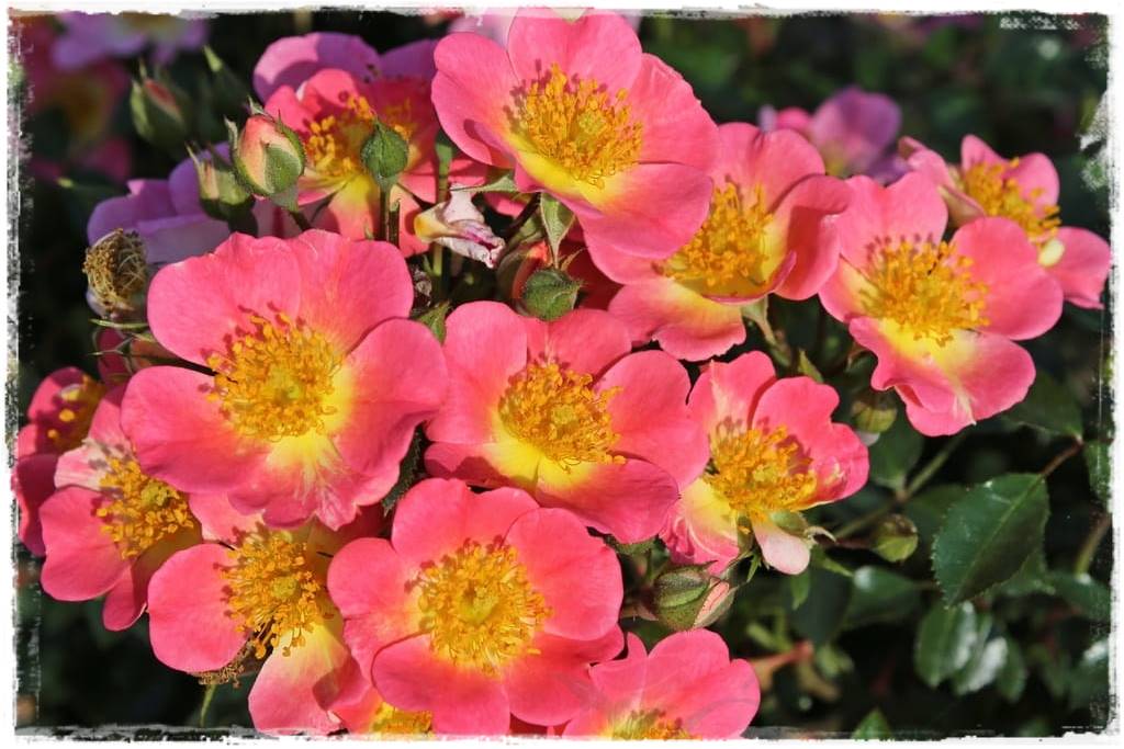 Kolorowe róże 68