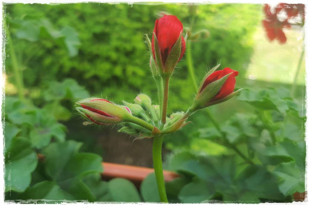 nawóz do pelargonii 41