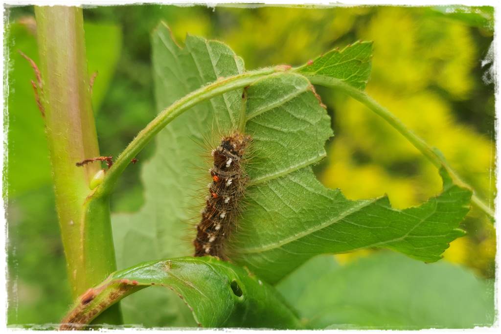 klej entomologiczny 16