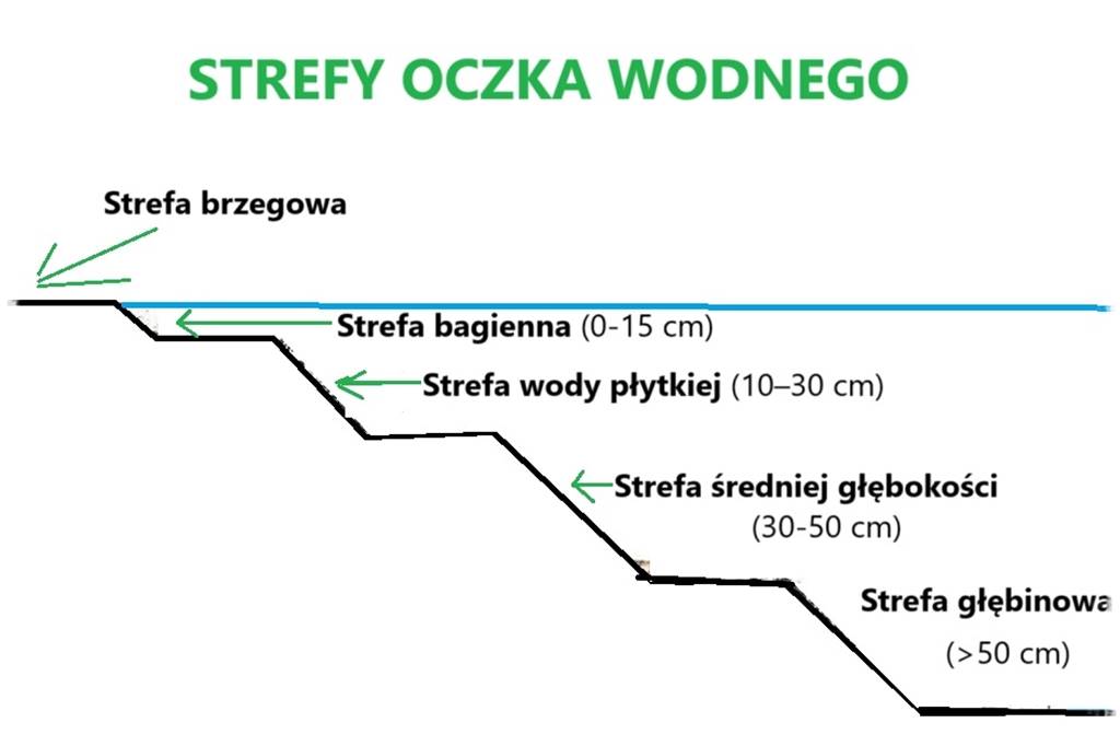 Rośliny do oczka wodnego 18