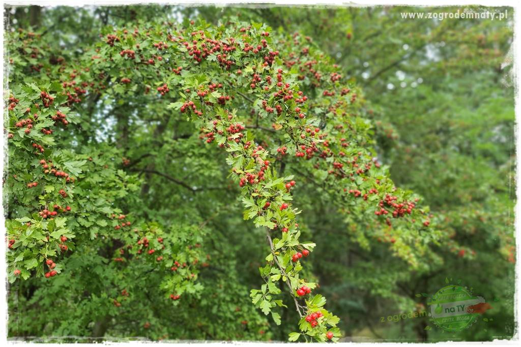 ogród naturalistyczny 65a