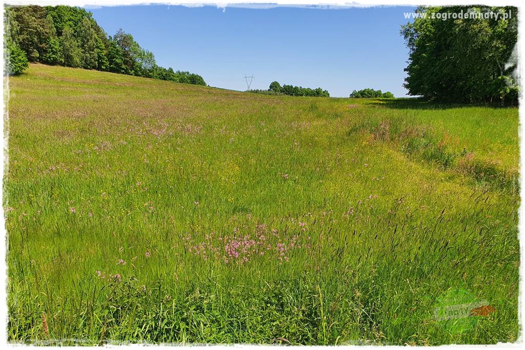 ogród naturalistyczny 6a