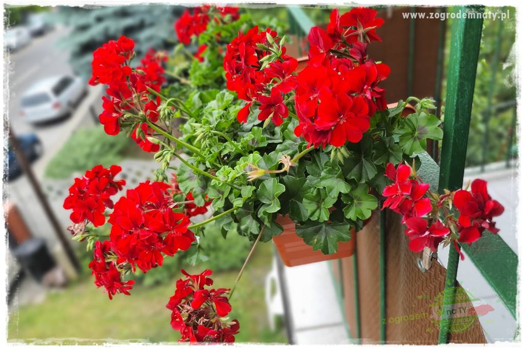 Jak zrobić sadzonki pelargonii 15