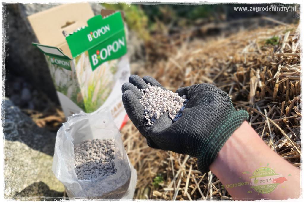 piękne trawy ozdobne 35