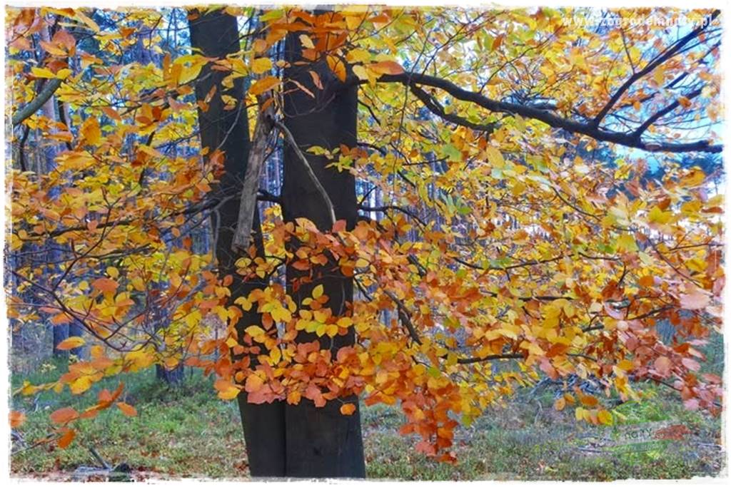 Ogród leśny 29