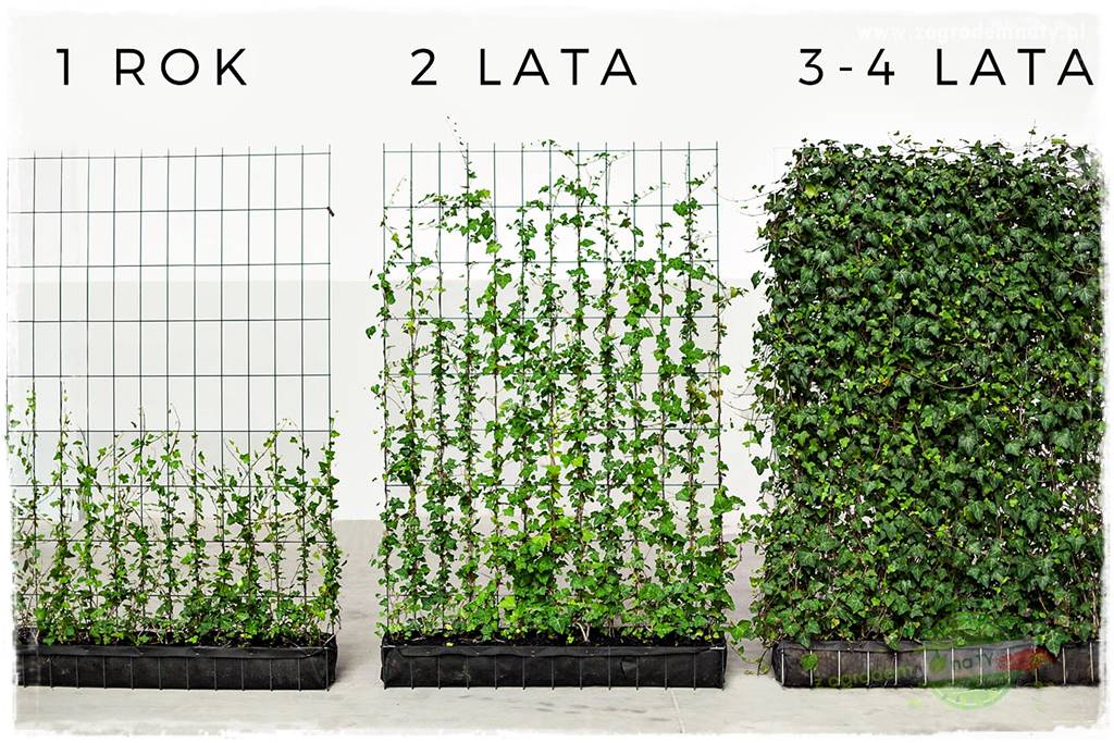 1 rok 2 lata 3 4 lata 1