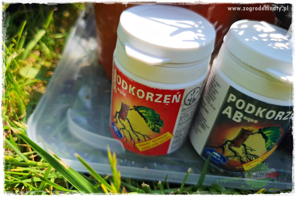sadzenie rozsady kwiatów 20