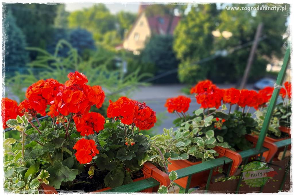 dlaczego pelargonie nie kwitną 1