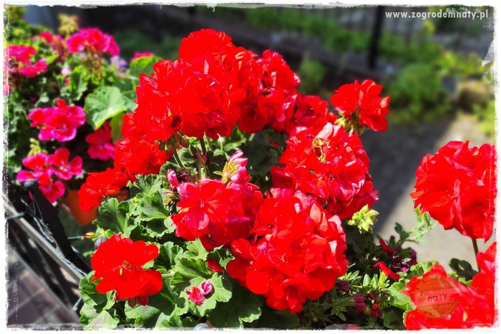 dlaczego pelargonie nie kwitną 11