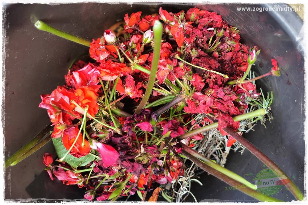 dlaczego pelargonie nie kwitną 12