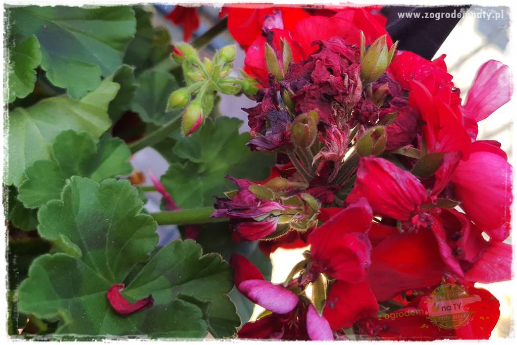 dlaczego pelargonie nie kwitną 13