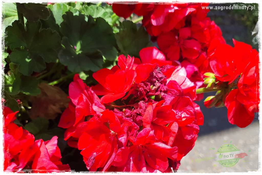 dlaczego pelargonie nie kwitną 14
