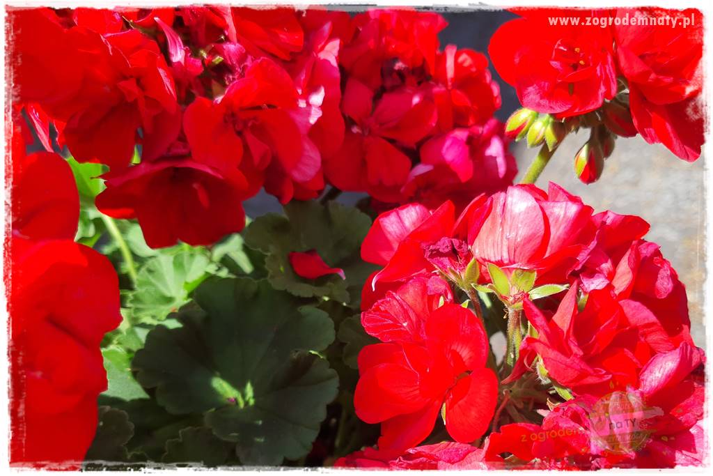 dlaczego pelargonie nie kwitną 15