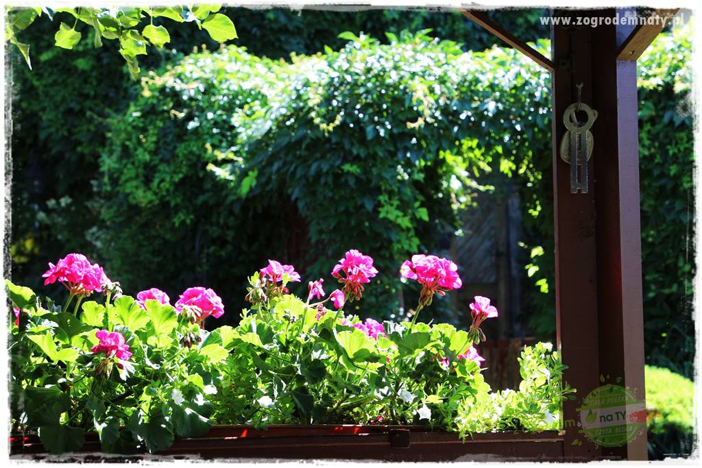 dlaczego pelargonie nie kwitną 19