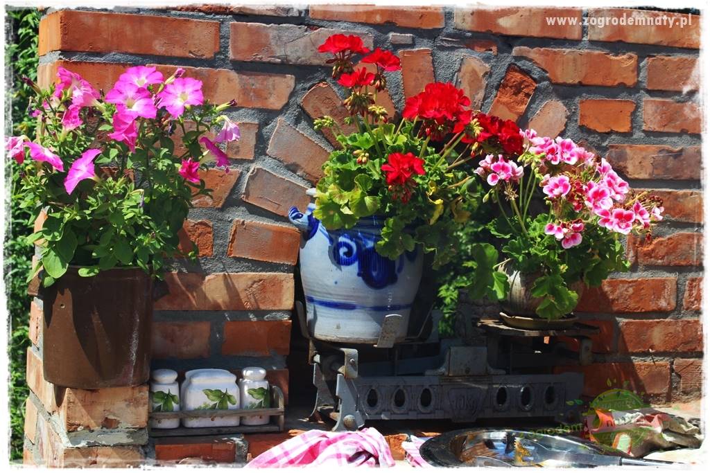 dlaczego pelargonie nie kwitną 2