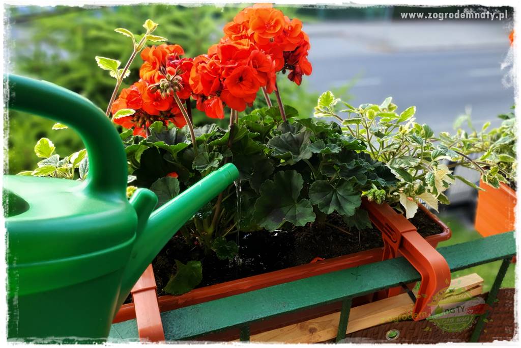 dlaczego pelargonie nie kwitną 28
