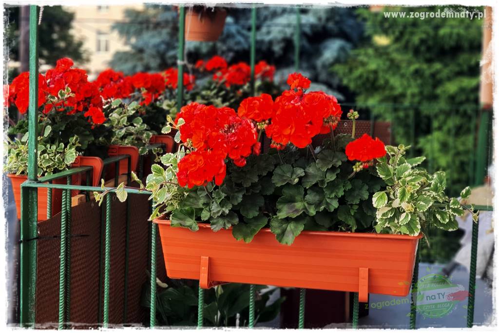 dlaczego pelargonie nie kwitną 31