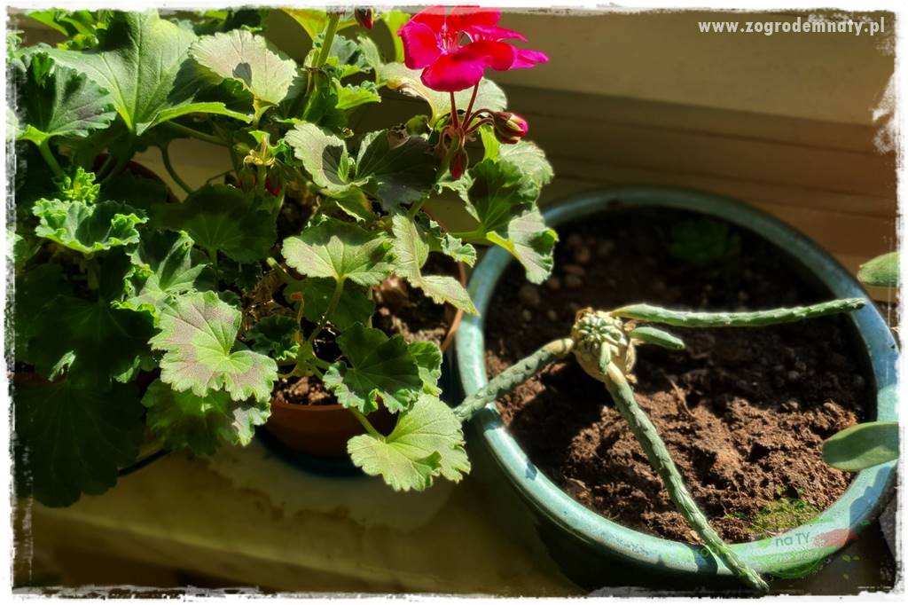 dlaczego pelargonie nie kwitną 5