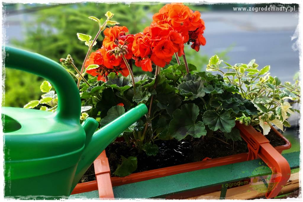 dlaczego pelargonie nie kwitną 6