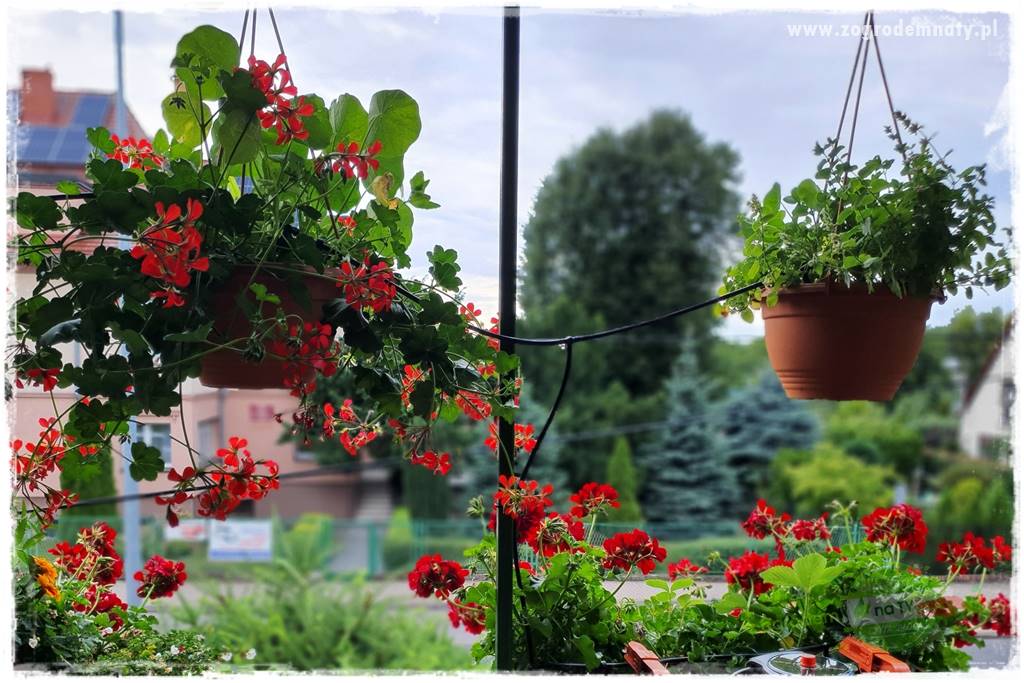 dlaczego pelargonie nie kwitną 7