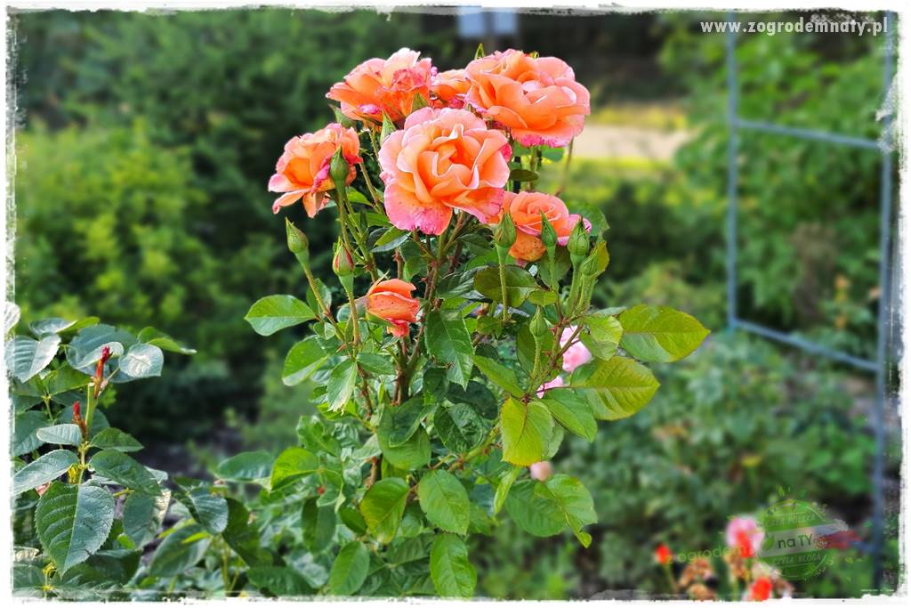zdrowe warzywa 35