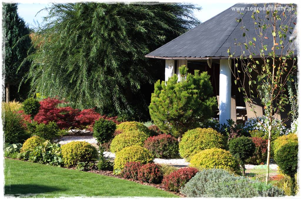 Krzewy ozdobne łatwe w uprawie 1