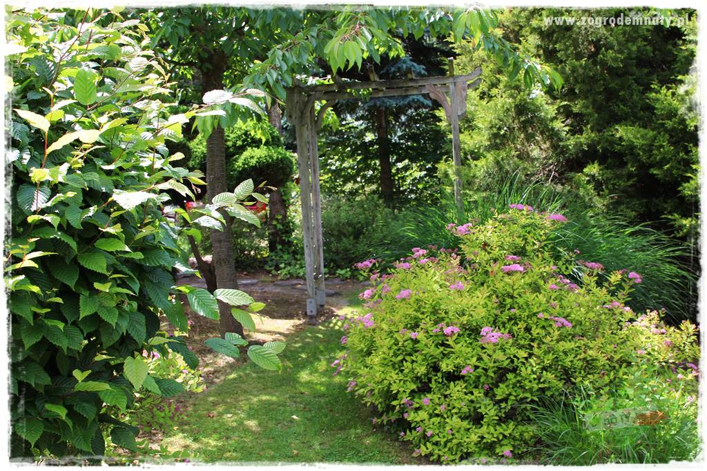 Krzewy ozdobne łatwe w uprawie 10 Krzewy ozdobne łatwe w uprawie 10