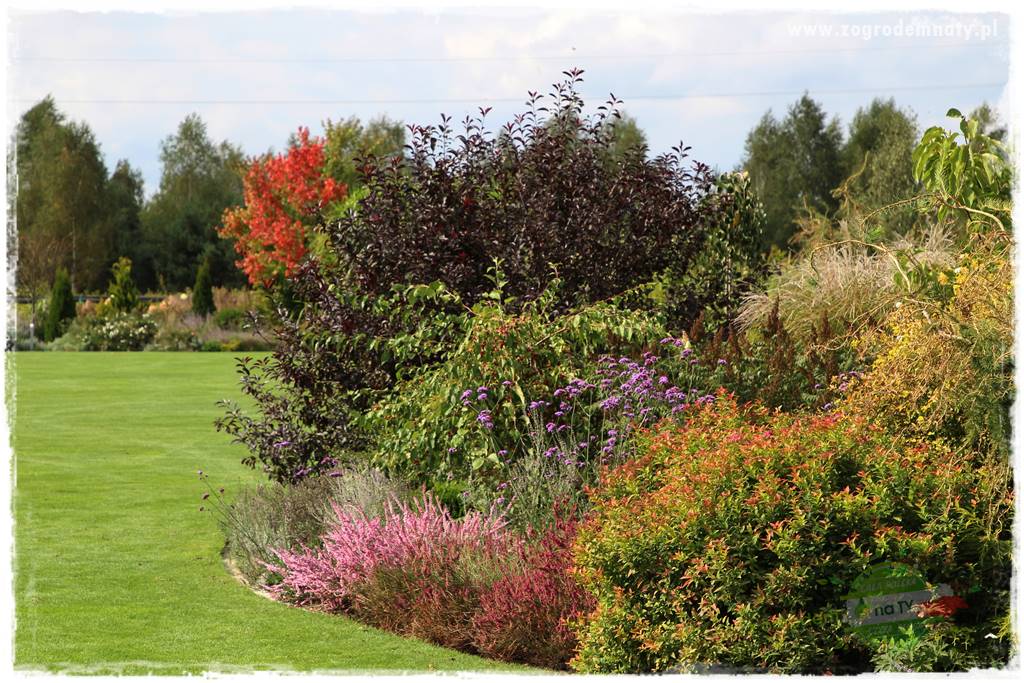 Krzewy ozdobne łatwe w uprawie 14 Krzewy ozdobne łatwe w uprawie 14