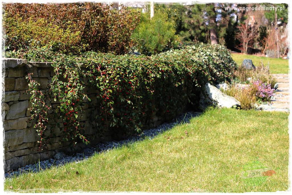 Krzewy ozdobne łatwe w uprawie 18 Krzewy ozdobne łatwe w uprawie 18