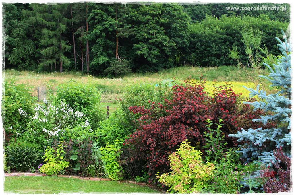 Krzewy ozdobne łatwe w uprawie 2 Krzewy ozdobne łatwe w uprawie 2