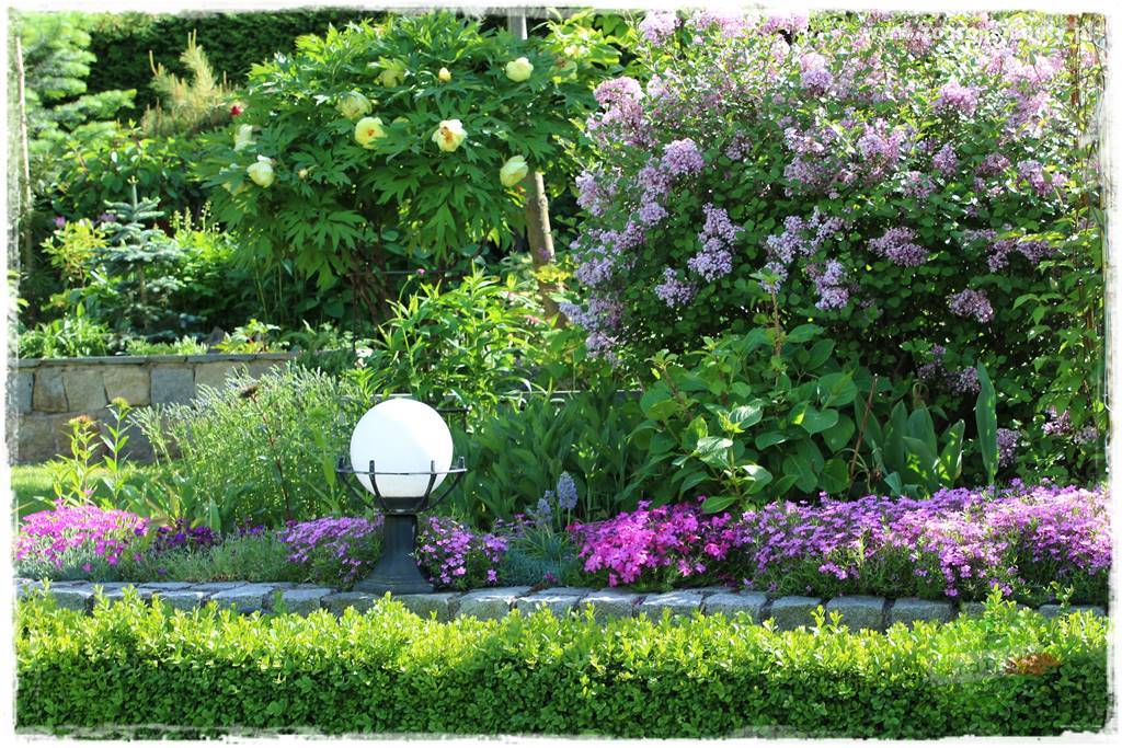 Krzewy ozdobne łatwe w uprawie 28 Krzewy ozdobne łatwe w uprawie 28