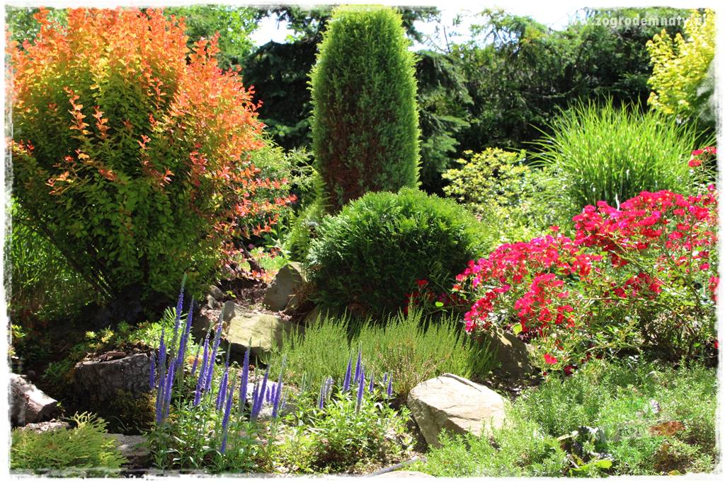 Krzewy ozdobne łatwe w uprawie 3 Krzewy ozdobne łatwe w uprawie 3