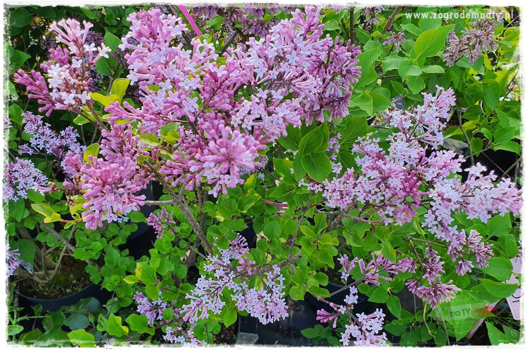 Krzewy ozdobne łatwe w uprawie 32 Krzewy ozdobne łatwe w uprawie 32