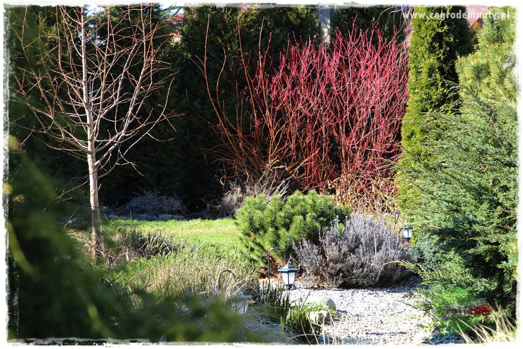 Krzewy ozdobne łatwe w uprawie 33 Krzewy ozdobne łatwe w uprawie 33