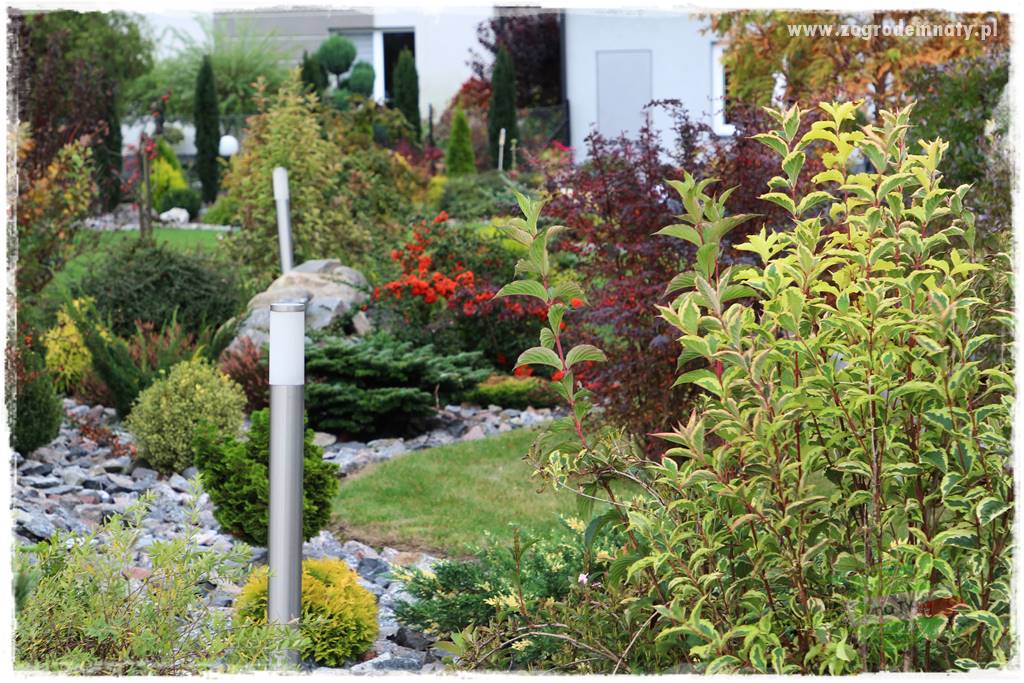 Krzewy ozdobne łatwe w uprawie 36 Krzewy ozdobne łatwe w uprawie 36