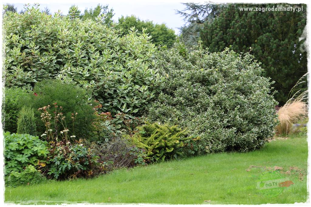 Krzewy ozdobne łatwe w uprawie 37 Krzewy ozdobne łatwe w uprawie 37