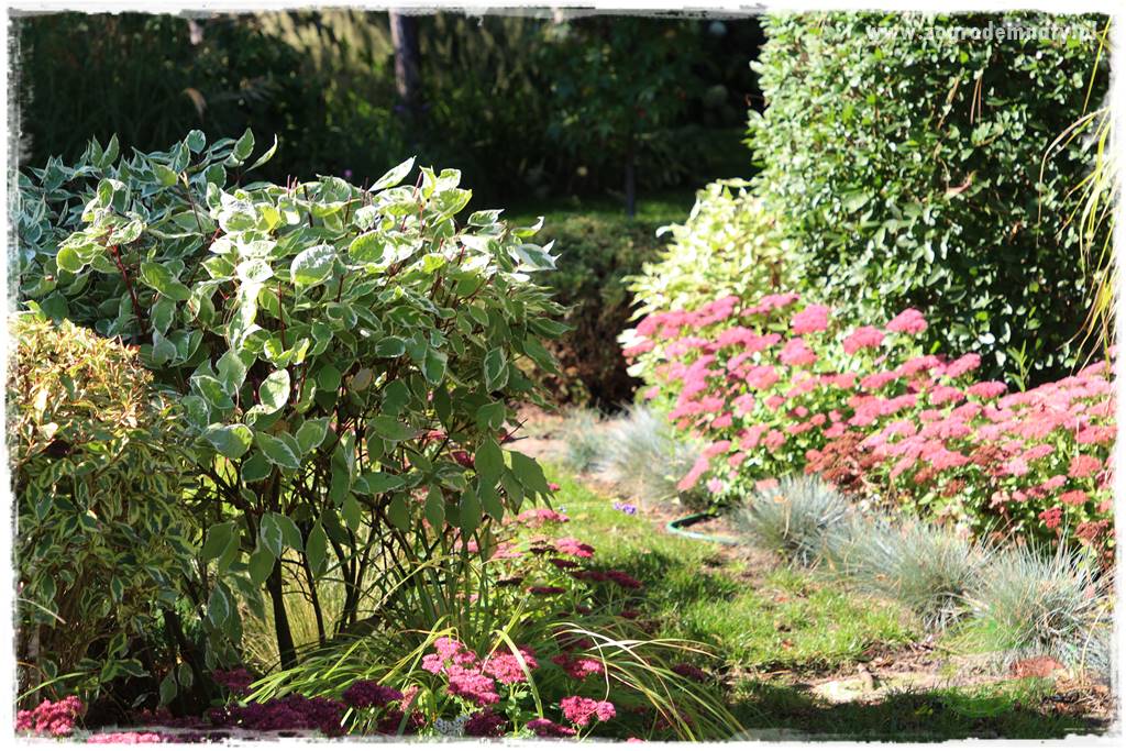 Krzewy ozdobne łatwe w uprawie 38 Krzewy ozdobne łatwe w uprawie 38