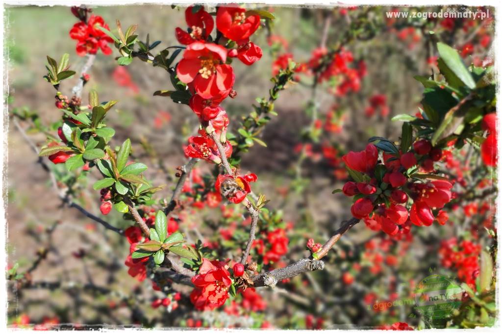 Krzewy ozdobne łatwe w uprawie 42 Krzewy ozdobne łatwe w uprawie 42