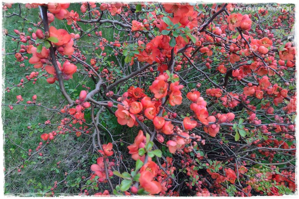 Krzewy ozdobne łatwe w uprawie 43 Krzewy ozdobne łatwe w uprawie 43